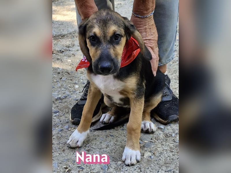 Nana, 04/26 - sucht ein liebevolles Zuhause
