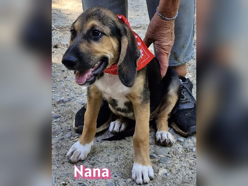 Nana, 04/26 - sucht ein liebevolles Zuhause