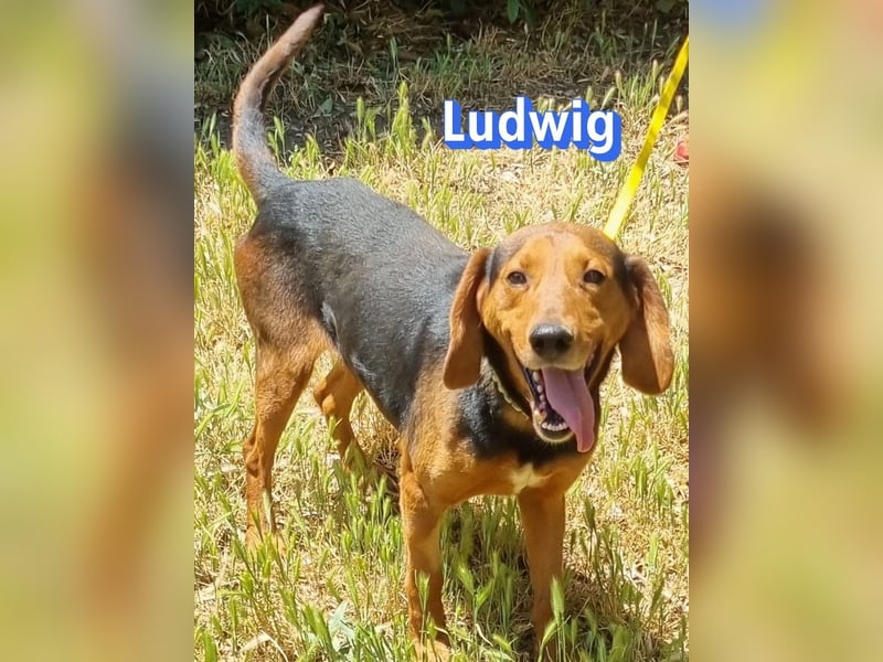 Ludwig, 12/20 - wartet in 41236 Mönchengladbach