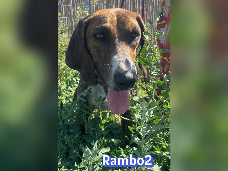 Rambo2, 06/25 - ein Kämpfer mit einem Herz aus Gold