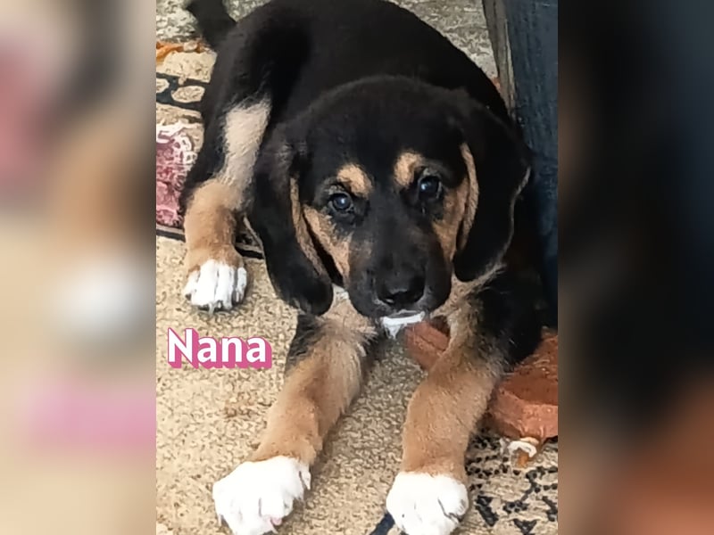 Nana, 04/26 - sucht ein liebevolles Zuhause