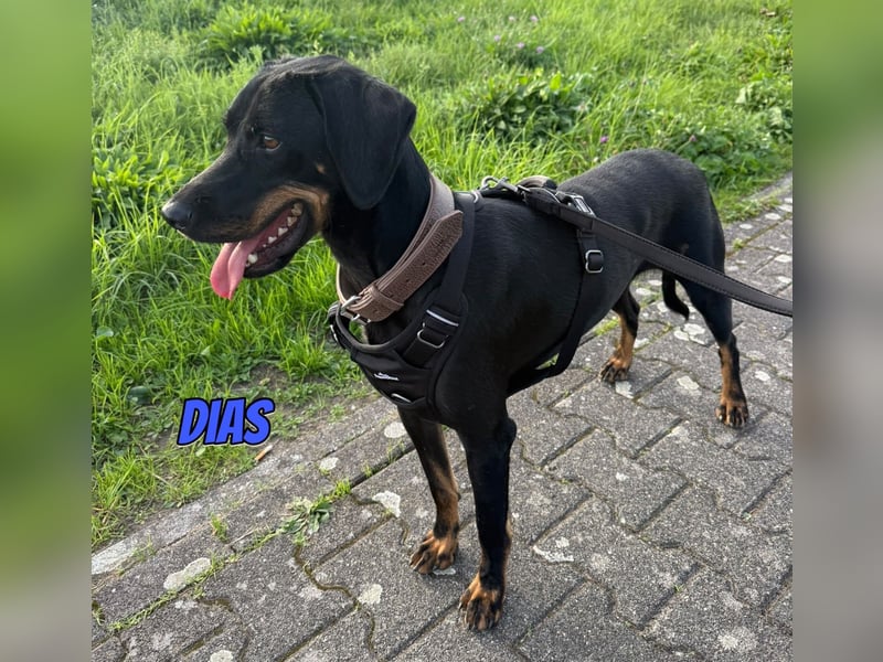 Dias, 03/25 - Traumhund sucht Familie!