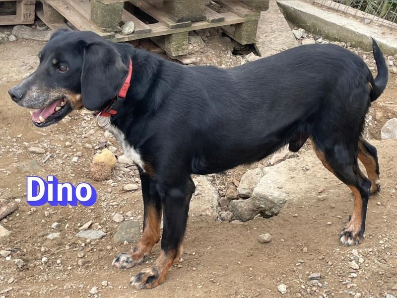 Dino, 01/24 - treues Schlappohr sucht Familie