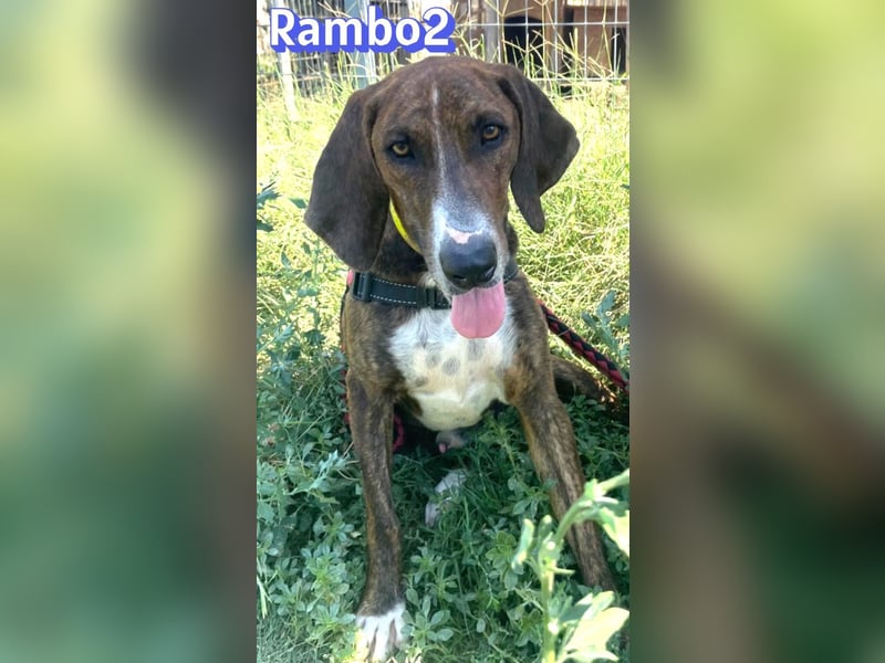Rambo2, 06/25 - ein Kämpfer mit einem Herz aus Gold