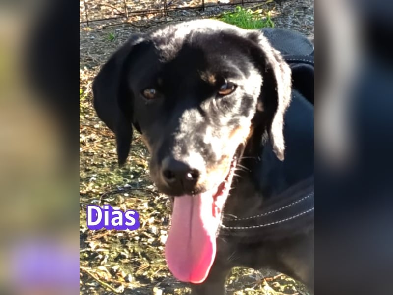 Dias, 03/25 - Traumhund sucht Familie!
