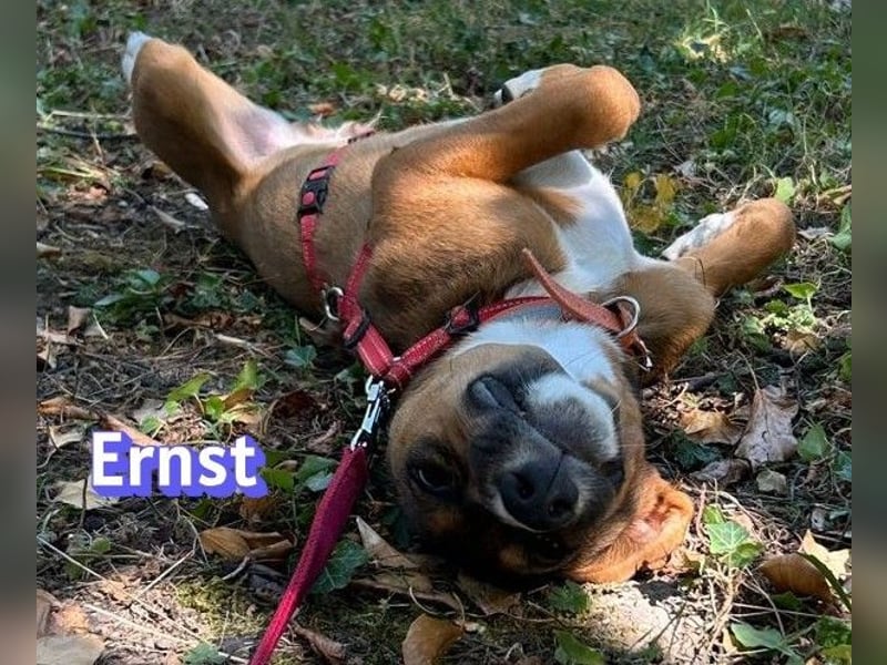 Ernst, 03/26 - drolliger Bub sucht Familie