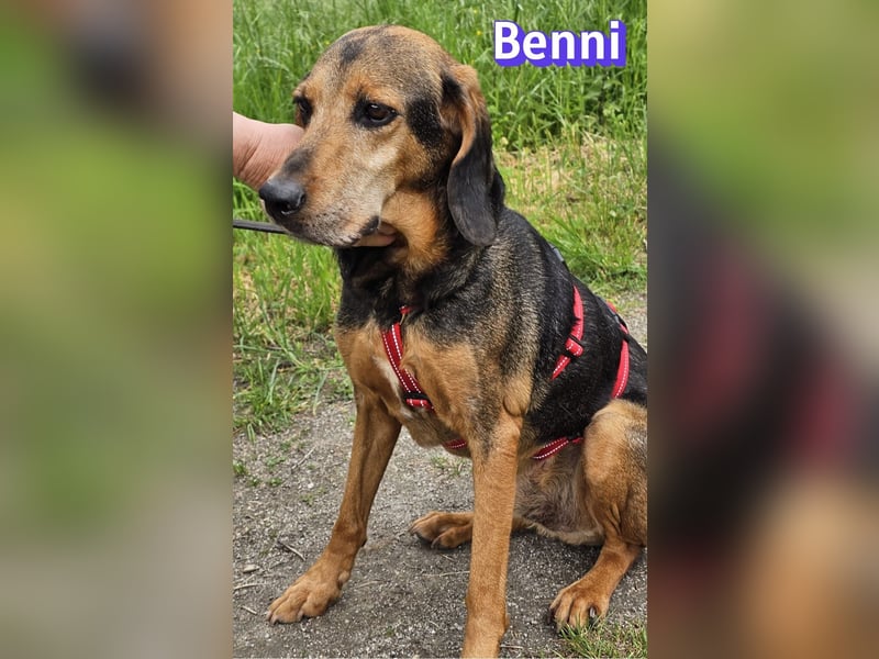 Benni, 04/17 - ruhiger Senior sucht wegen Krankheit ein neues Zuhause