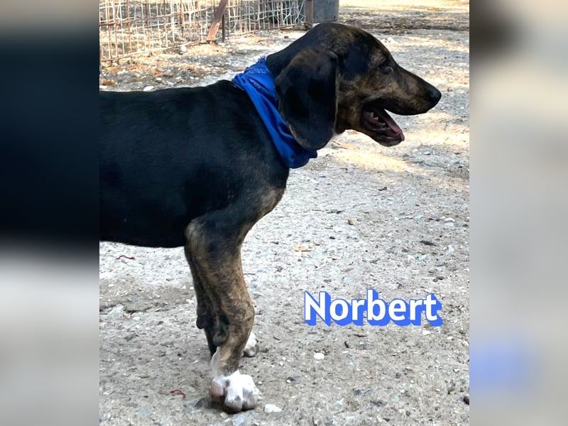 Norbert, 04/26 - sucht ein behütetes Zuhause