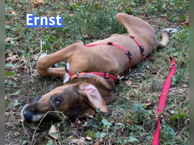 Ernst, 03/26 - drolliger Bub sucht Familie