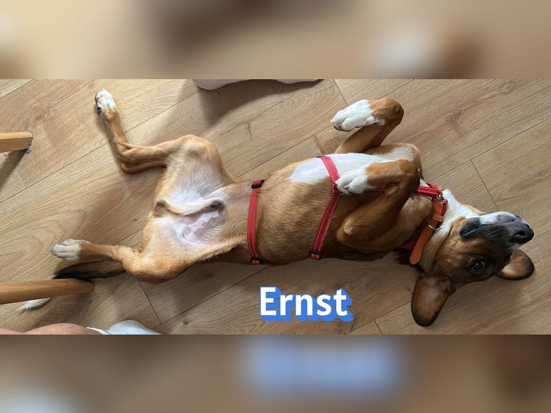 Ernst, 03/26 - drolliger Bub sucht Familie
