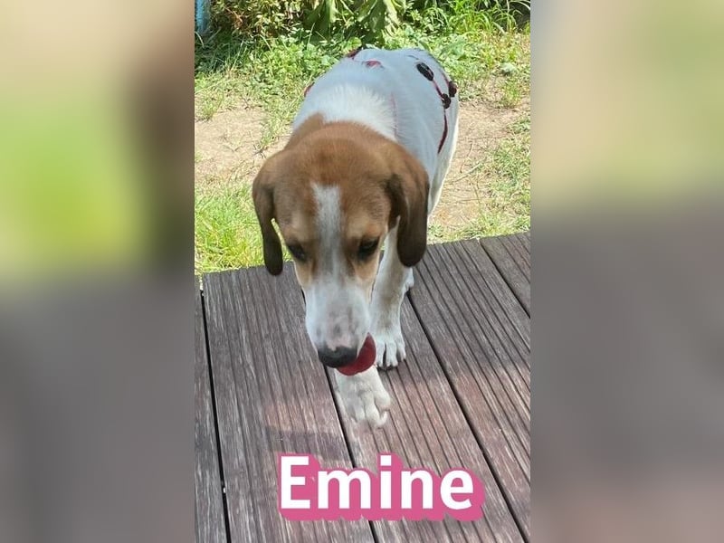 Emine, 03/26 - aufgewecktes Mädel wartet in 40723 Hilden