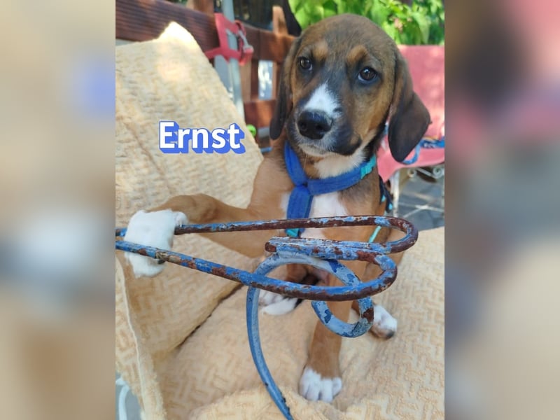 Ernst, 03/26 - drolliges Kerlchen sucht Familie