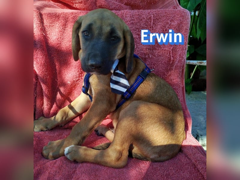 Erwin, 03/26 - süßer Bub sucht Familie