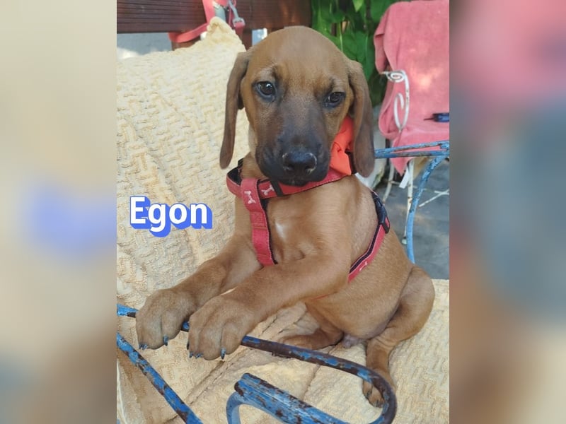 Egon, 03/26 - kleines Schlappohr sucht Familie