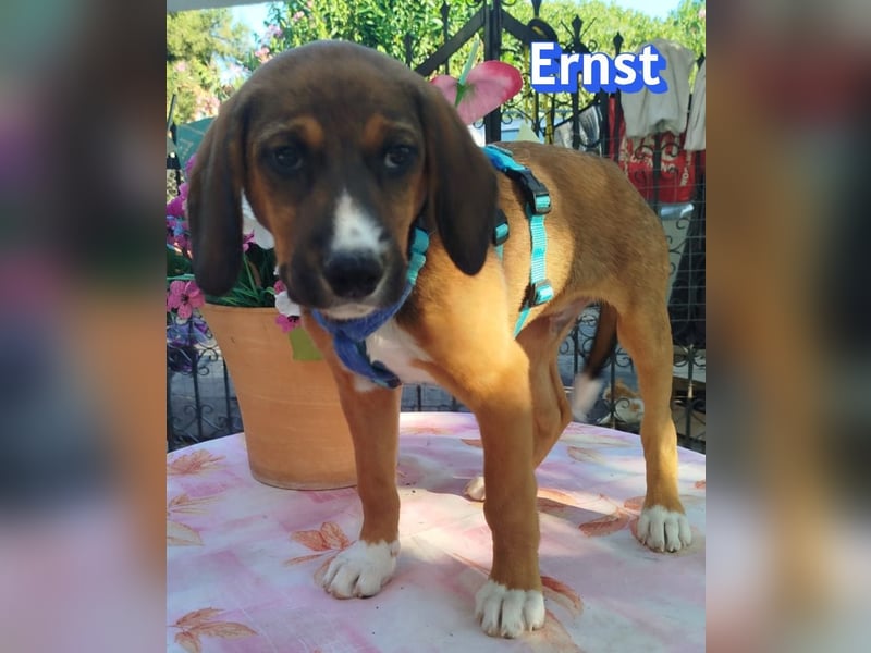 Ernst, 03/26 - drolliges Kerlchen sucht Familie