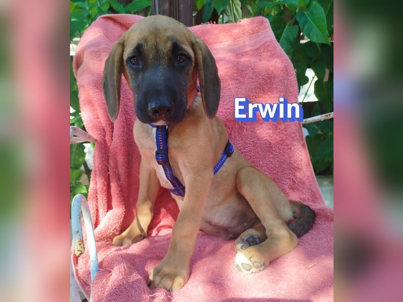 Erwin, 03/26 - süßer Bub sucht Familie