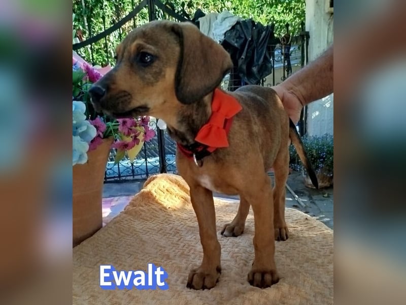 Ewalt, 03/26 - sanftes Seelchen sucht seine Menschen