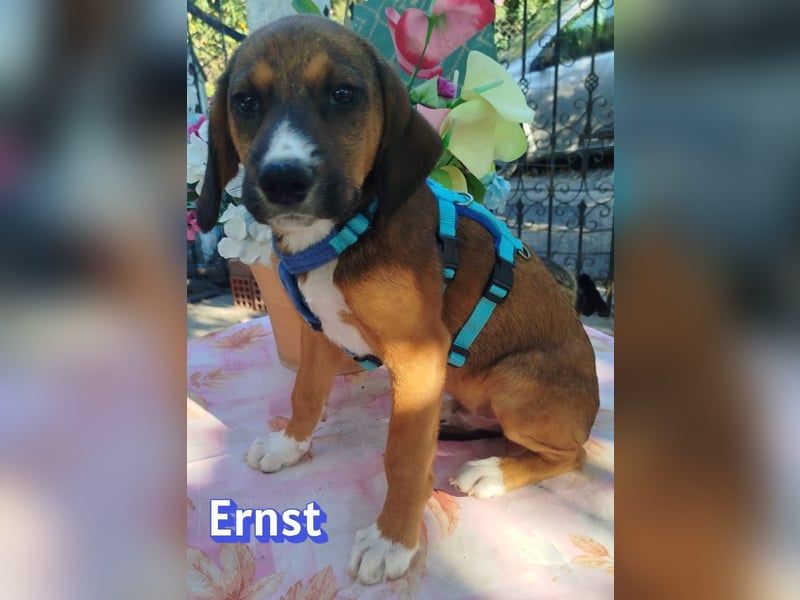 Ernst, 03/26 - drolliges Kerlchen sucht Familie