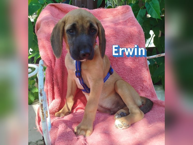 Erwin, 03/26 - süßer Bub sucht Familie