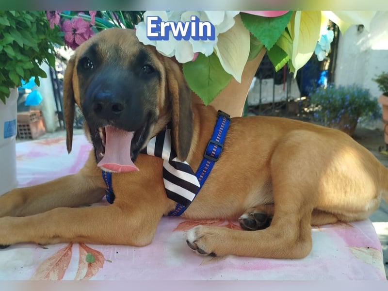 Erwin, 03/26 - süßer Bub sucht Familie