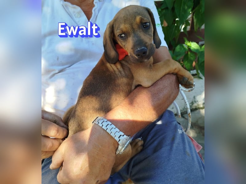 Ewalt, 03/26 - sanftes Seelchen sucht seine Menschen