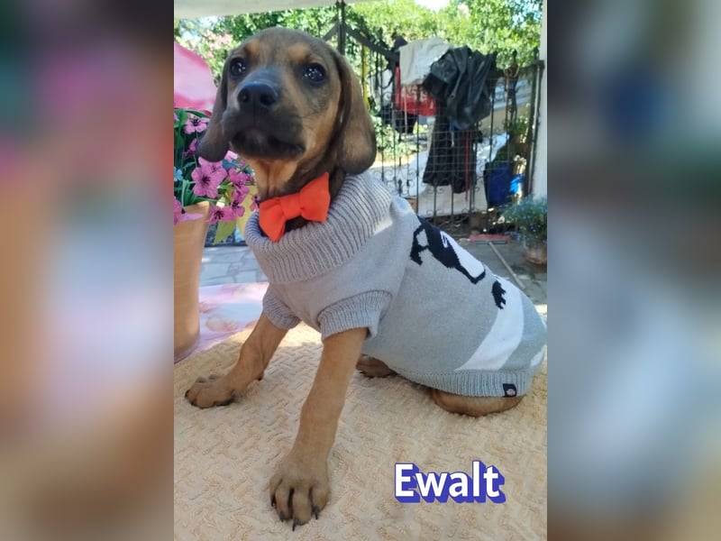 Ewalt, 03/26 - sanftes Seelchen sucht seine Menschen