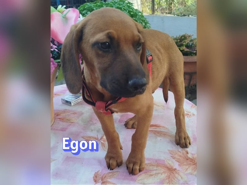Egon, 03/26 - kleines Schlappohr sucht Familie