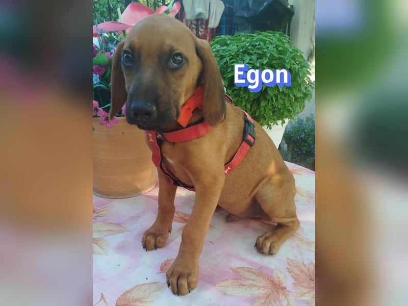 Egon, 03/26 - kleines Schlappohr sucht Familie