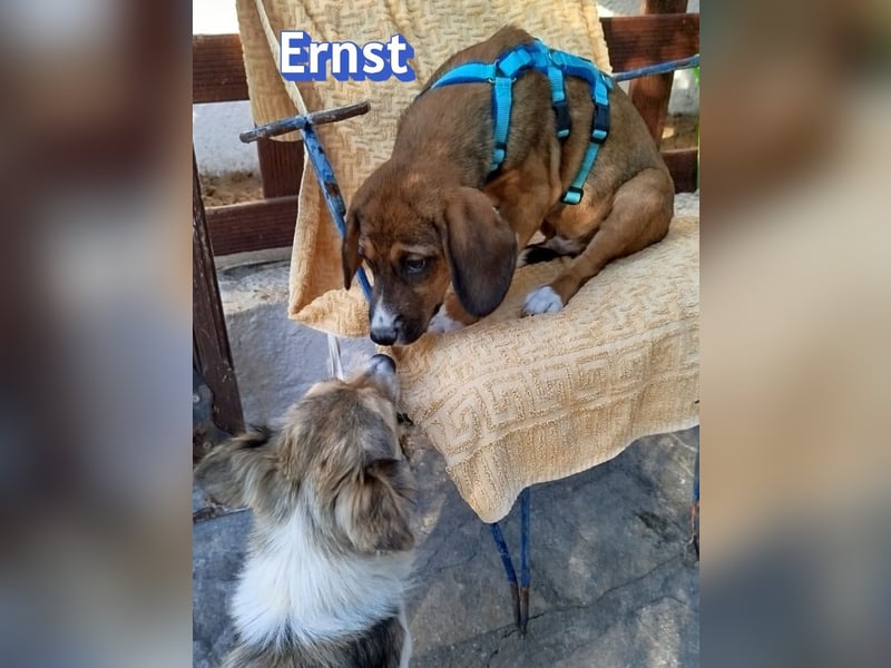 Ernst, 03/26 - drolliges Kerlchen sucht Familie