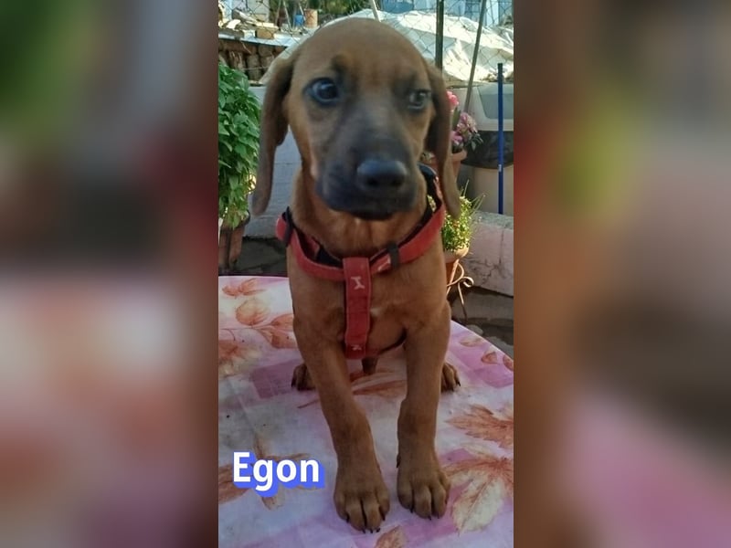 Egon, 03/26 - kleines Schlappohr sucht Familie