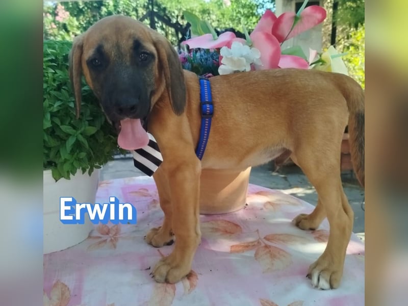 Erwin, 03/26 - süßer Bub sucht Familie