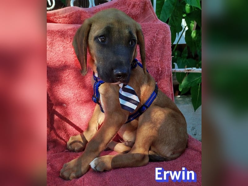 Erwin, 03/26 - süßer Bub sucht Familie