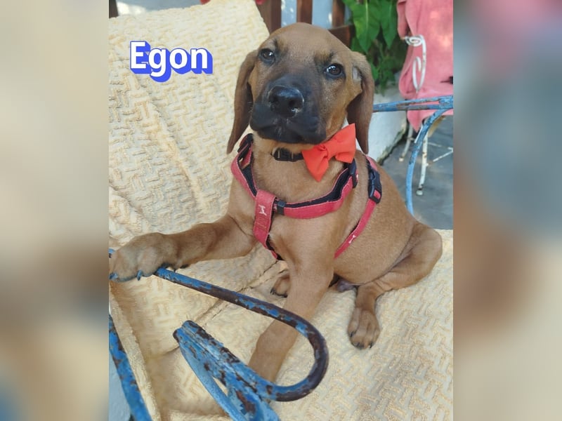 Egon, 03/26 - kleines Schlappohr sucht Familie