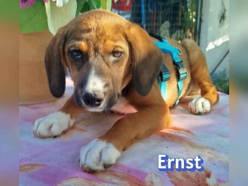 Ernst, 03/26 - drolliges Kerlchen sucht Familie