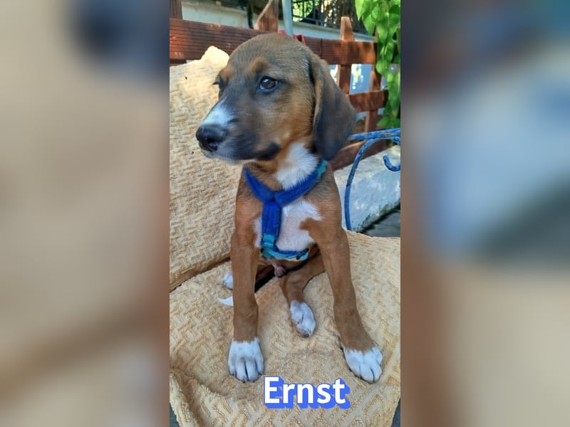 Ernst, 03/26 - drolliges Kerlchen sucht Familie