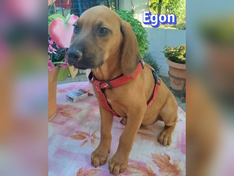 Egon, 03/26 - kleines Schlappohr sucht Familie