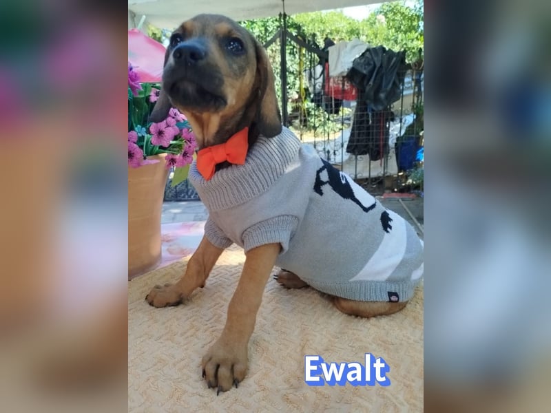 Ewalt, 03/26 - sanftes Seelchen sucht seine Menschen