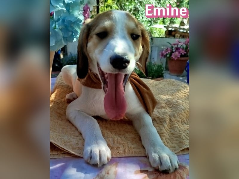 Emine, 03/26 - aufgewecktes Mädel sucht Familie