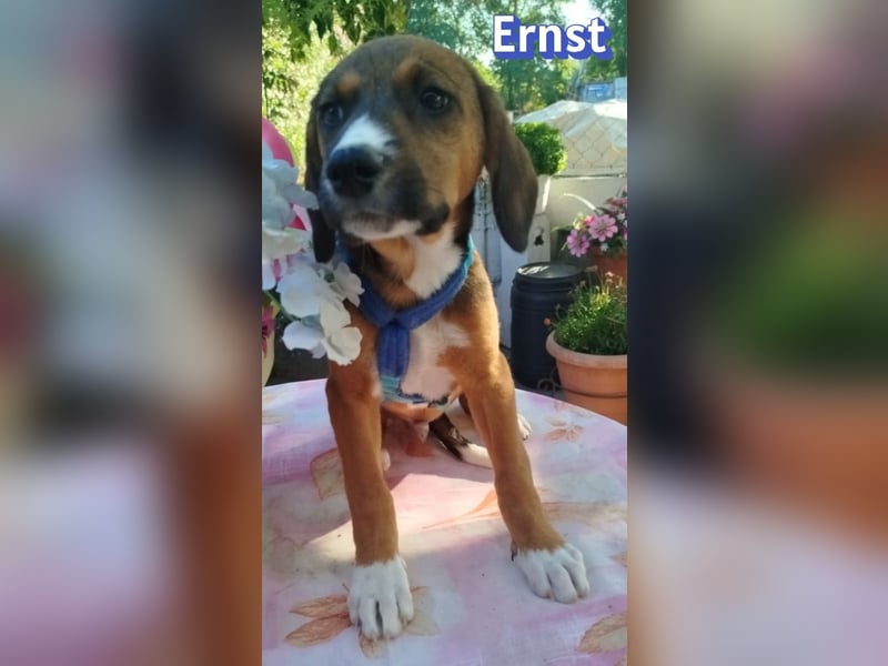 Ernst, 03/26 - drolliges Kerlchen sucht Familie