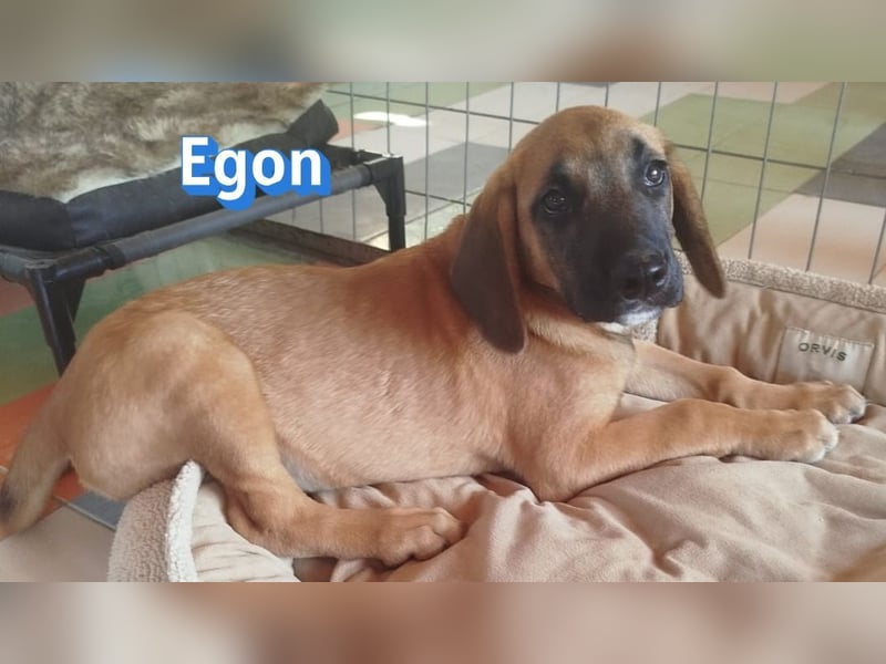 Egon, 03/26 - kleines Schlappohr sucht Familie