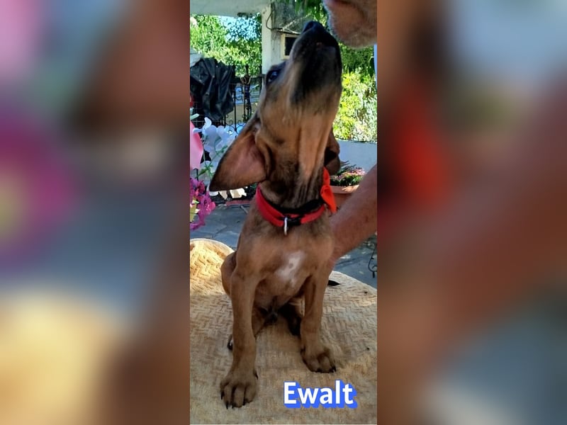 Ewalt, 03/26 - sanftes Seelchen sucht seine Menschen