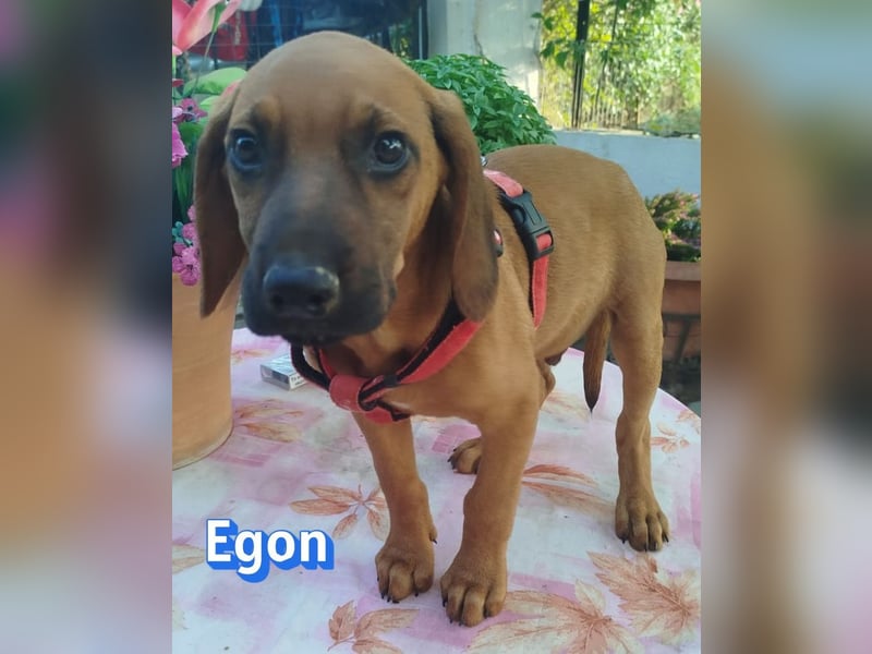 Egon, 03/26 - kleines Schlappohr sucht Familie