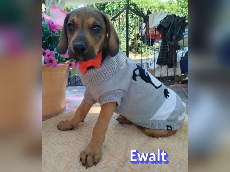 Ewalt, 03/26 - sanftes Seelchen sucht seine Menschen