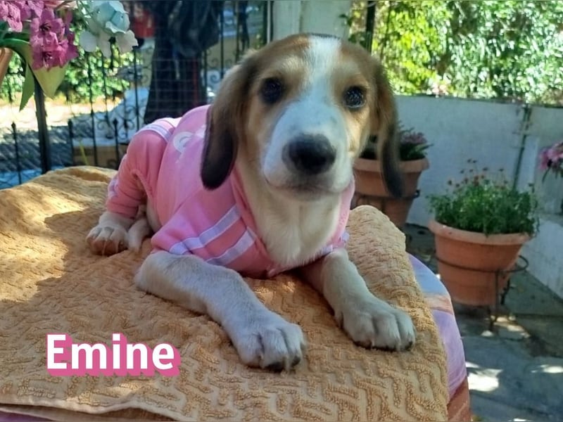 Emine, 03/26 - aufgewecktes Mädel sucht Familie