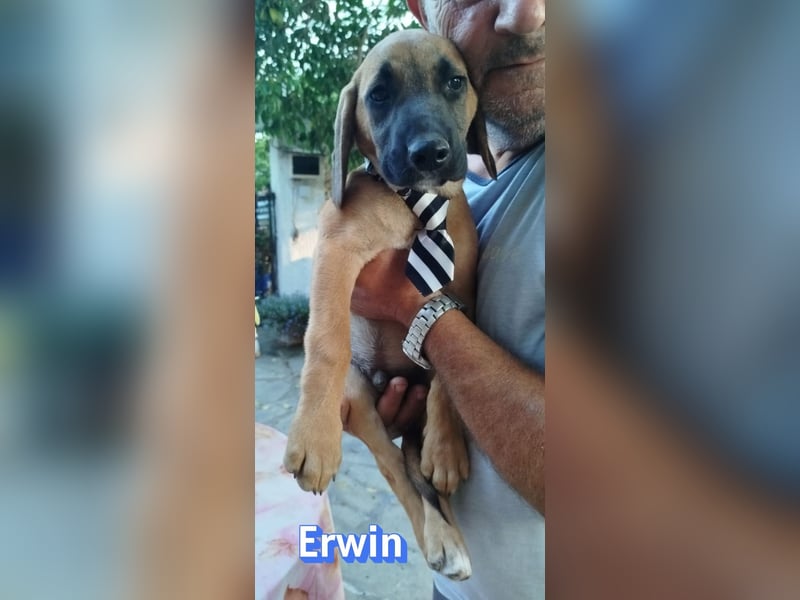 Erwin, 03/26 - süßer Bub sucht Familie