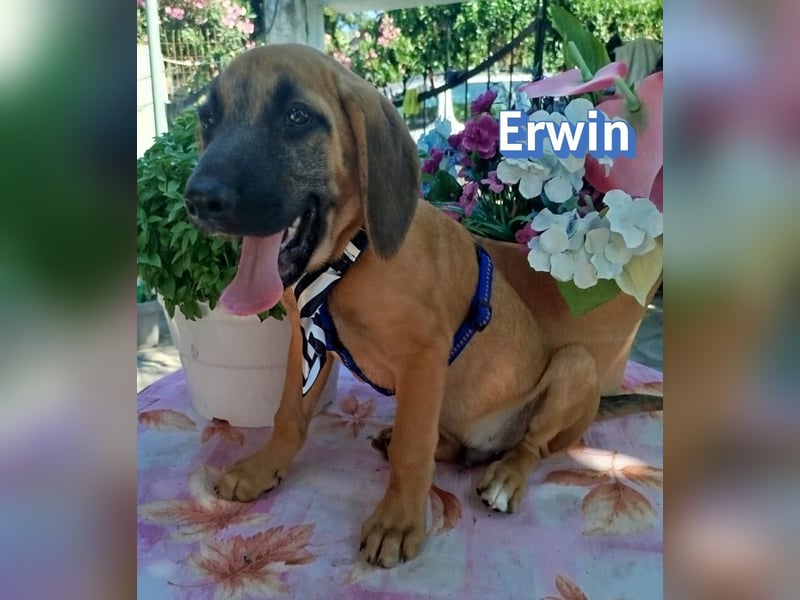 Erwin, 03/26 - süßer Bub sucht Familie