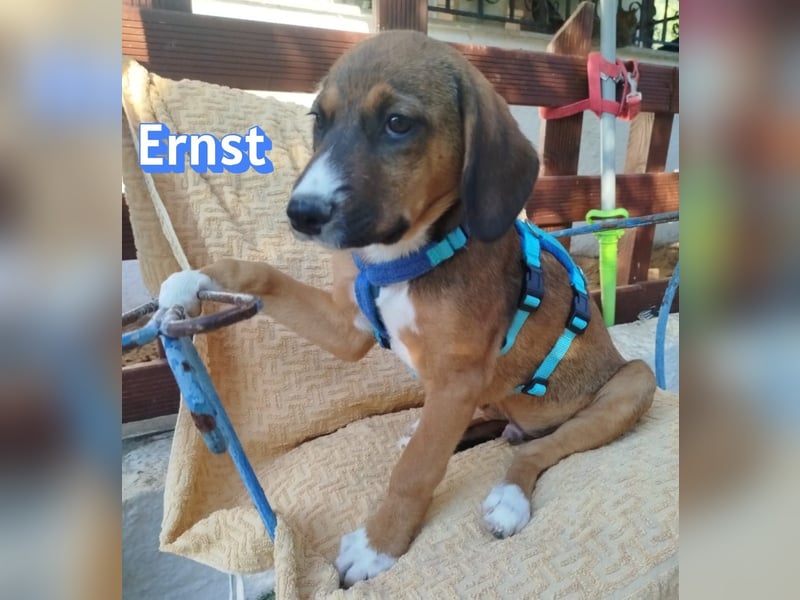 Ernst, 03/26 - drolliges Kerlchen sucht Familie