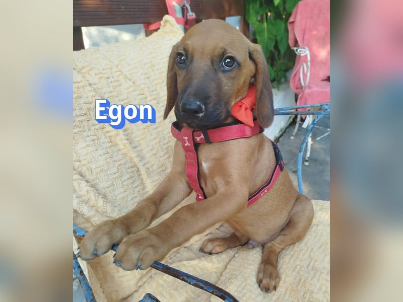 Egon, 03/26 - kleines Schlappohr sucht Familie