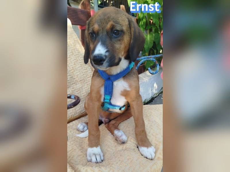Ernst, 03/26 - drolliges Kerlchen sucht Familie