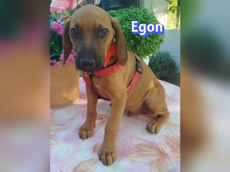 Egon, 03/26 - kleines Schlappohr sucht Familie